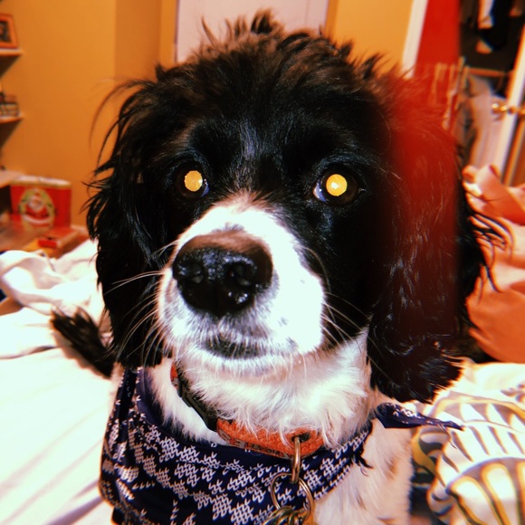 tejapoo